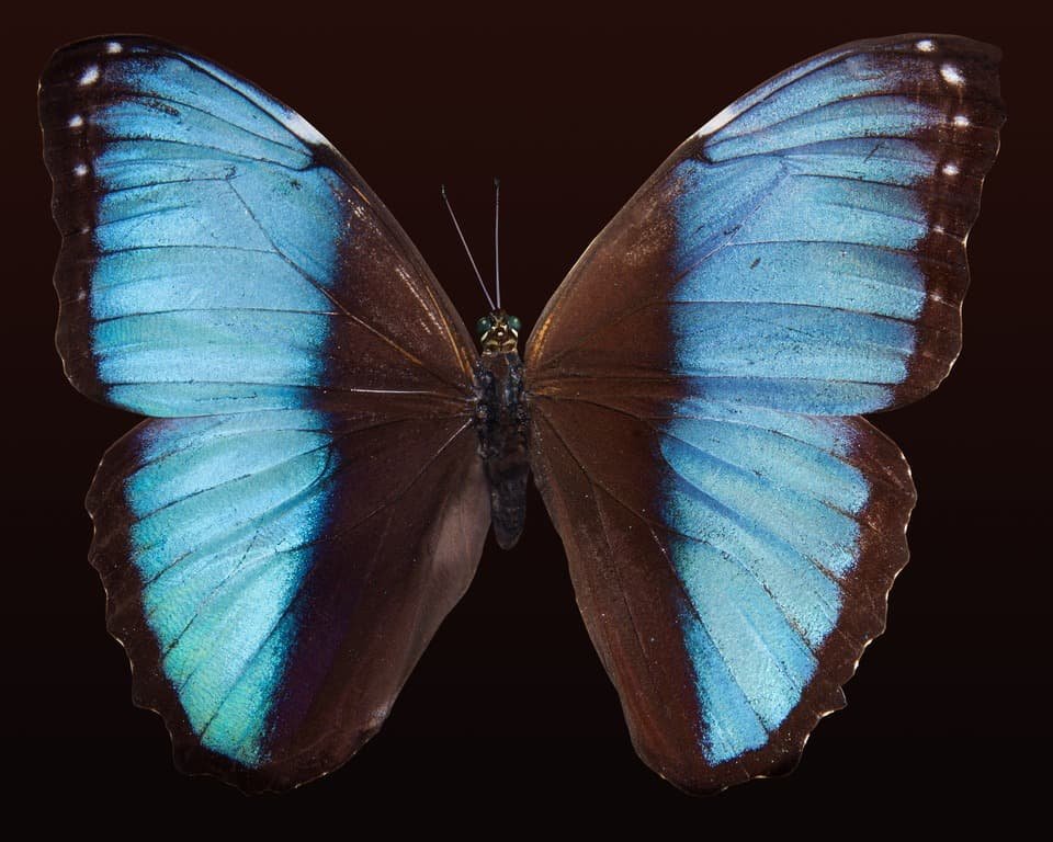 Turquoise papillon
