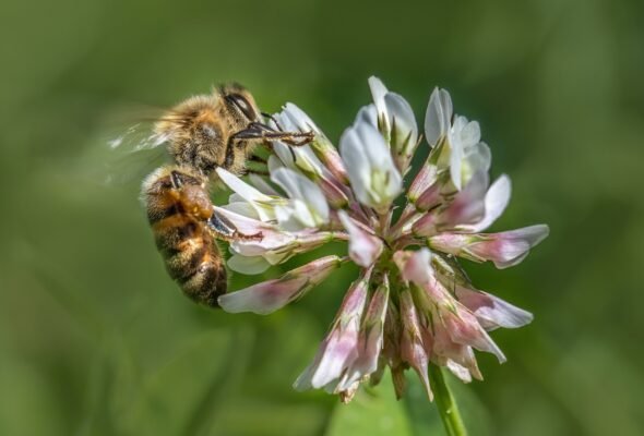 abeille Miel du Kirghizistan