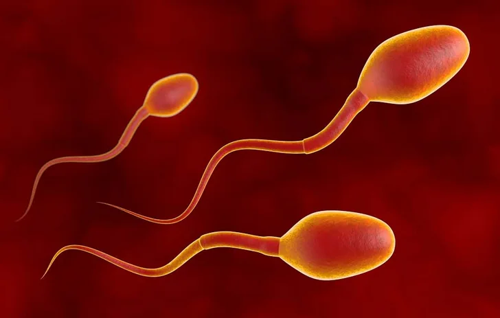 complement alimentaire fertilite homme