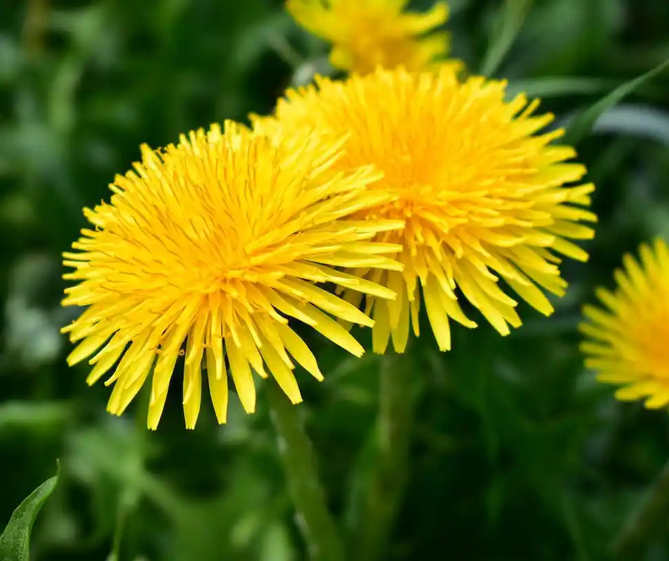 complement alimentaire pissenlit